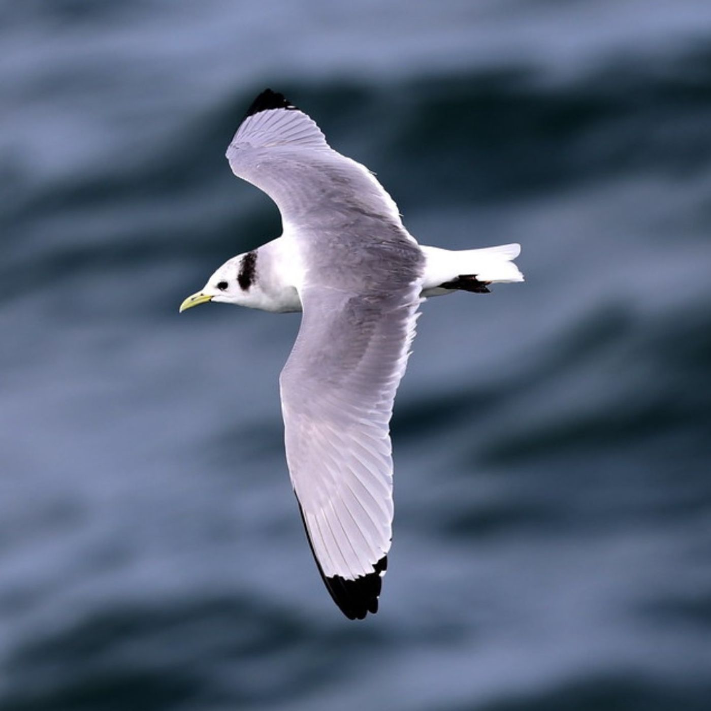 Kittiwake, Kittiwake