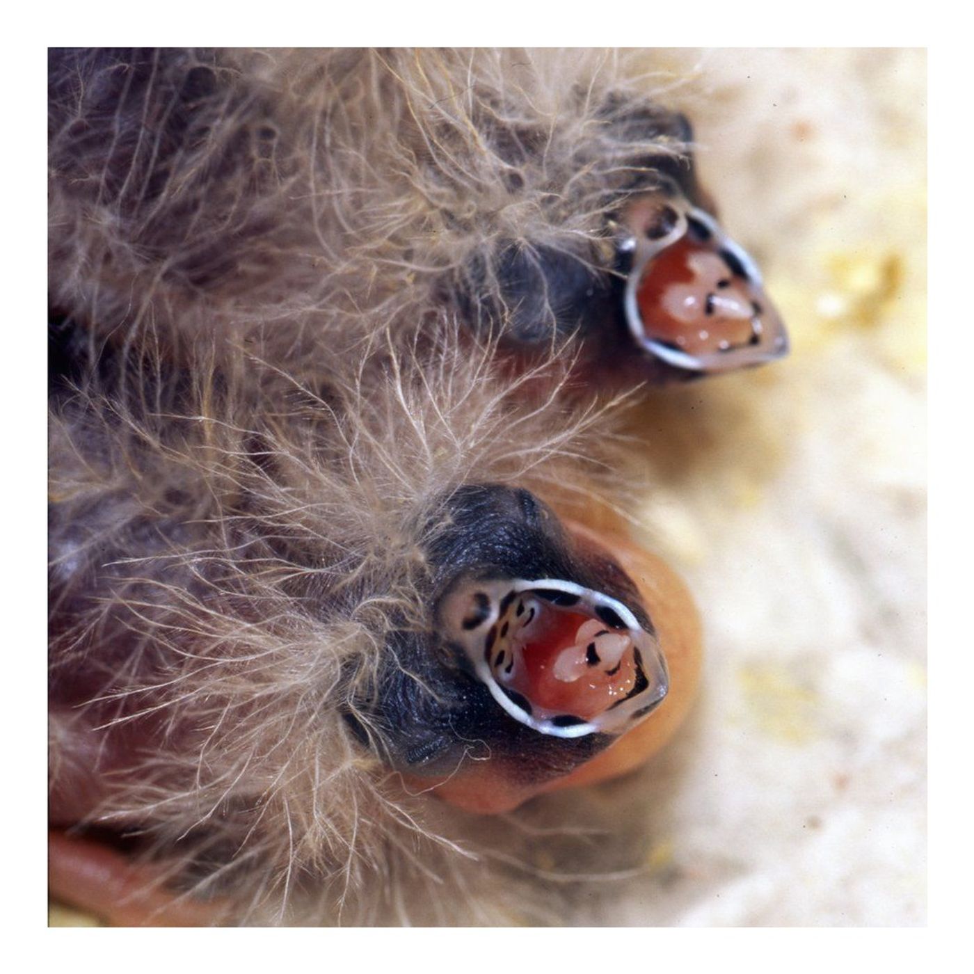 Baby Birds' Bizarre Beaks