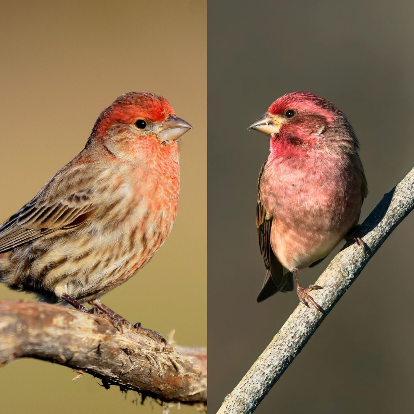 Voices and Vocabularies: House Finch or Purple Finch