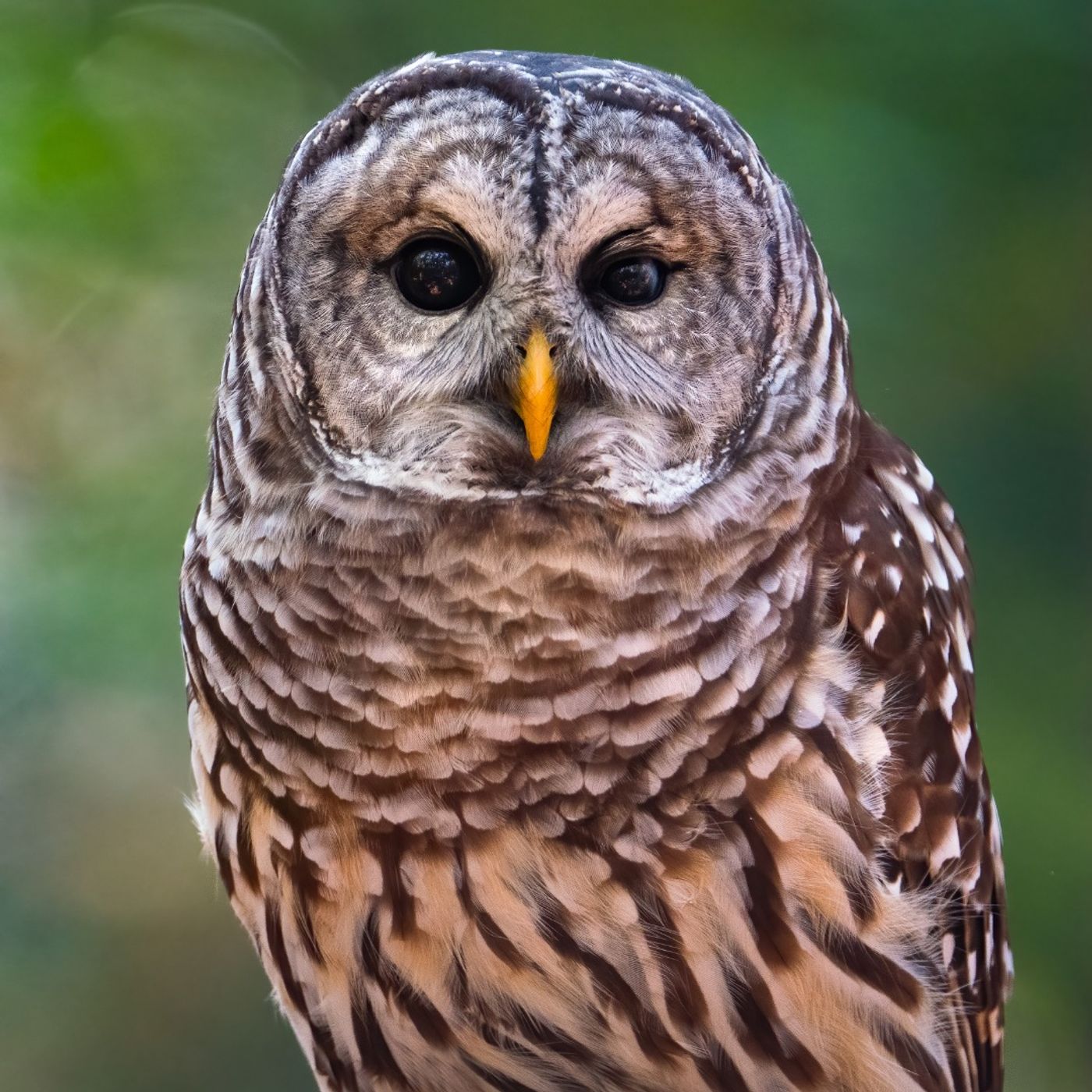 Here Come the Barred Owls