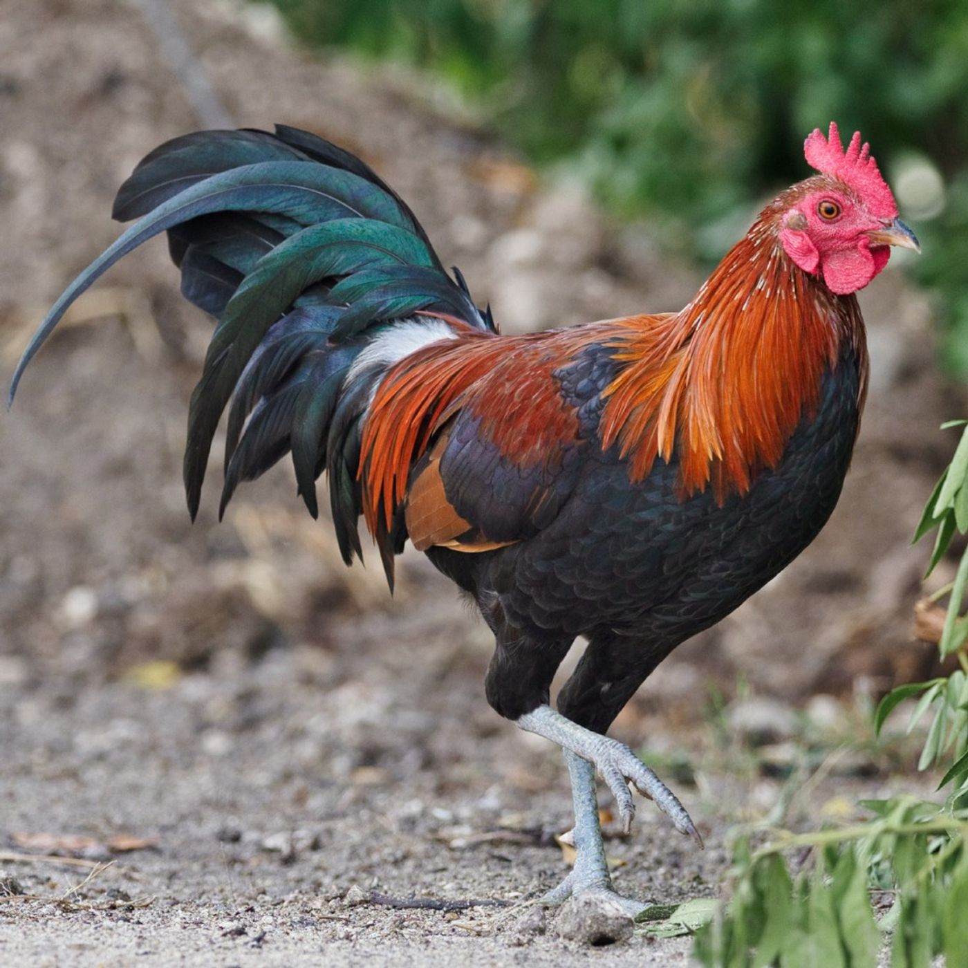 Nature’s Alarm Clock: Which Rooster Crows First?