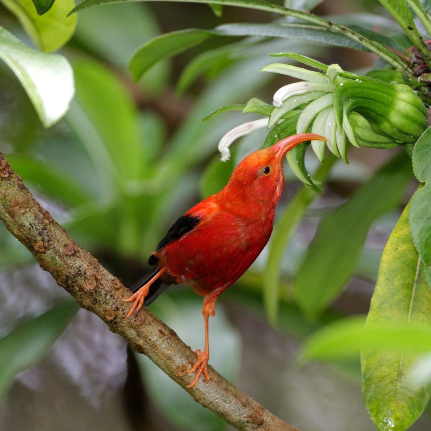 BirdNote Daily