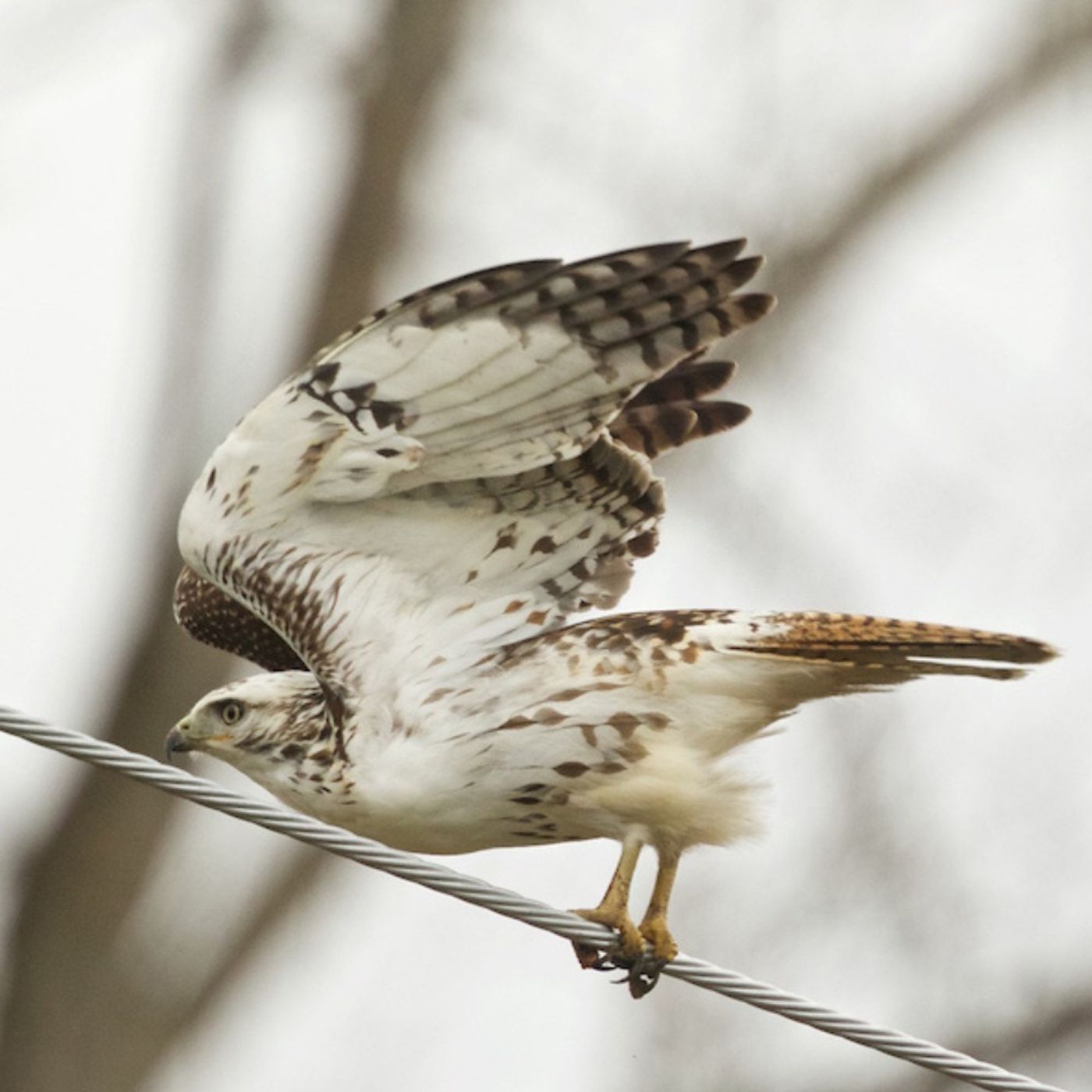 Highways as Habitat for Hawks