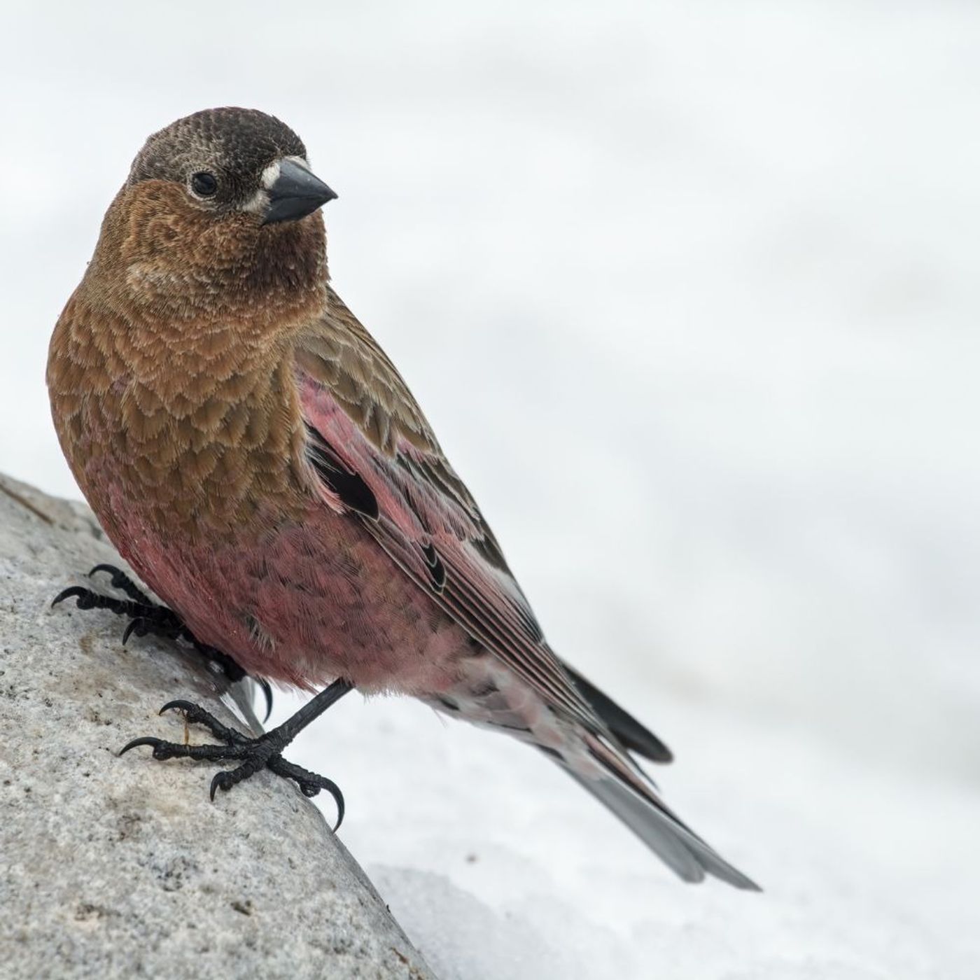 Three Remarkable Rosy-Finches episode artwork