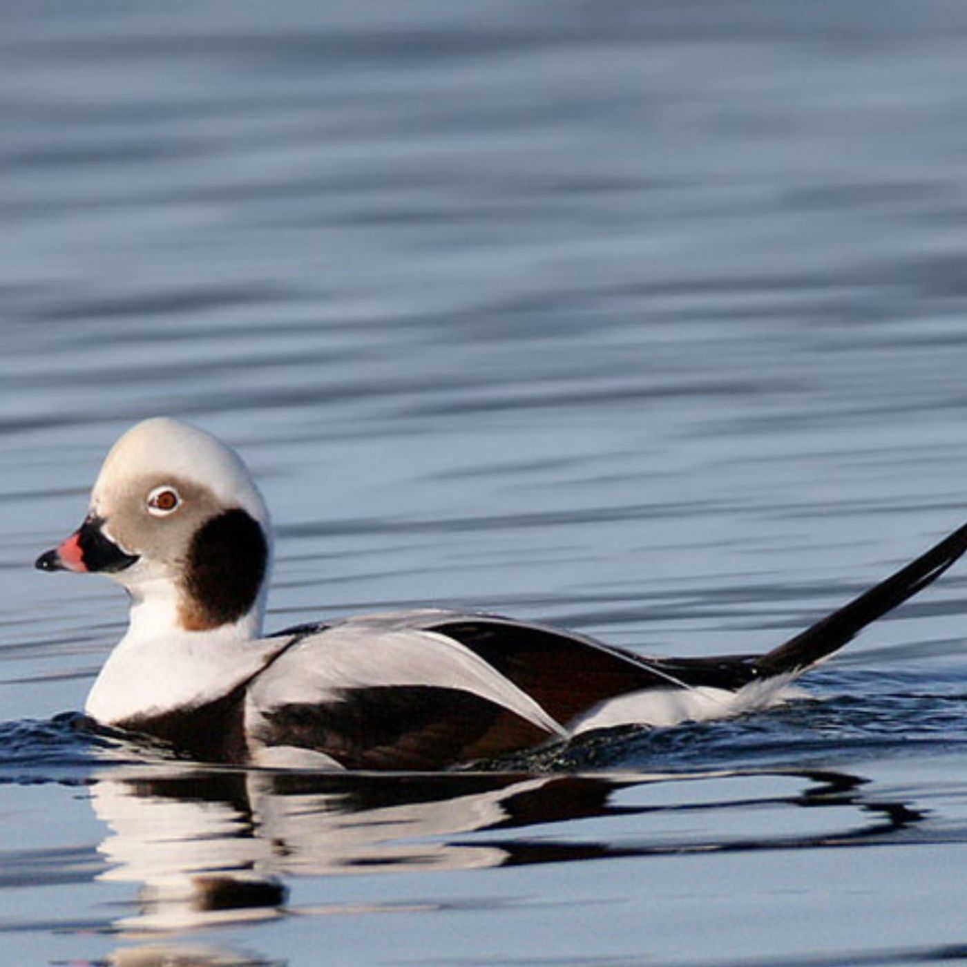The Music of Long-tailed Ducks The Music of Long-tailed Ducks