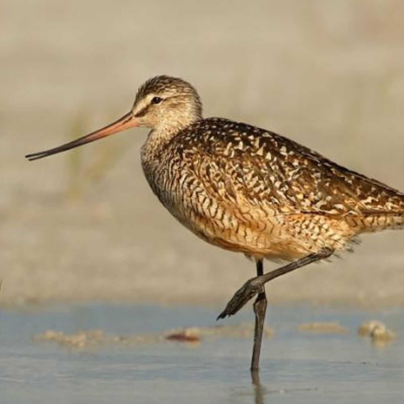 Marbled Godwits