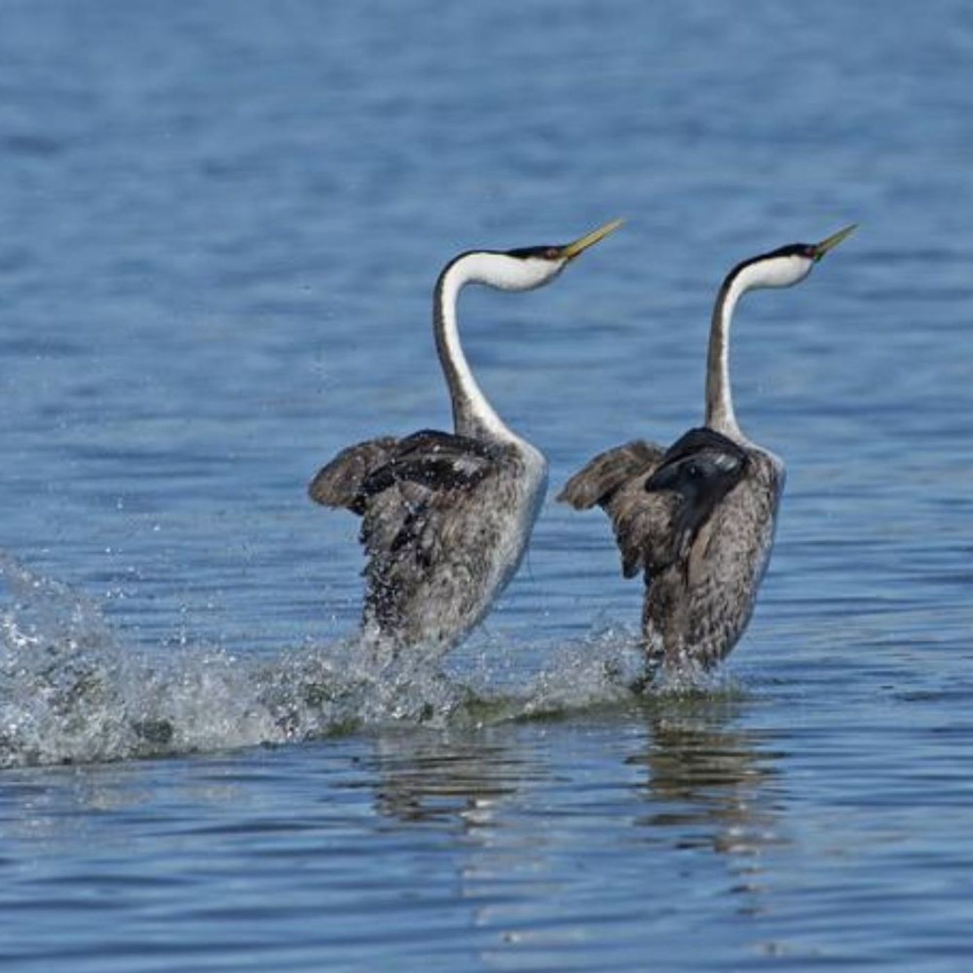 The Ballet of the Grebes — BirdNote Daily cover
