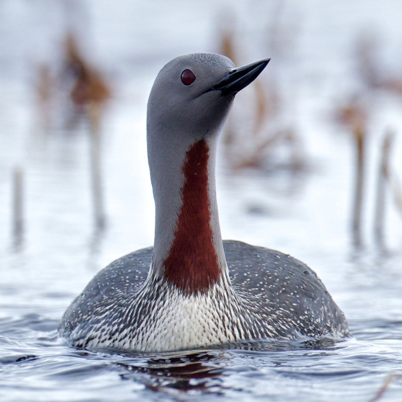 Red-throated Loons of Deception Pass Red-throated Loons of Deception Pass