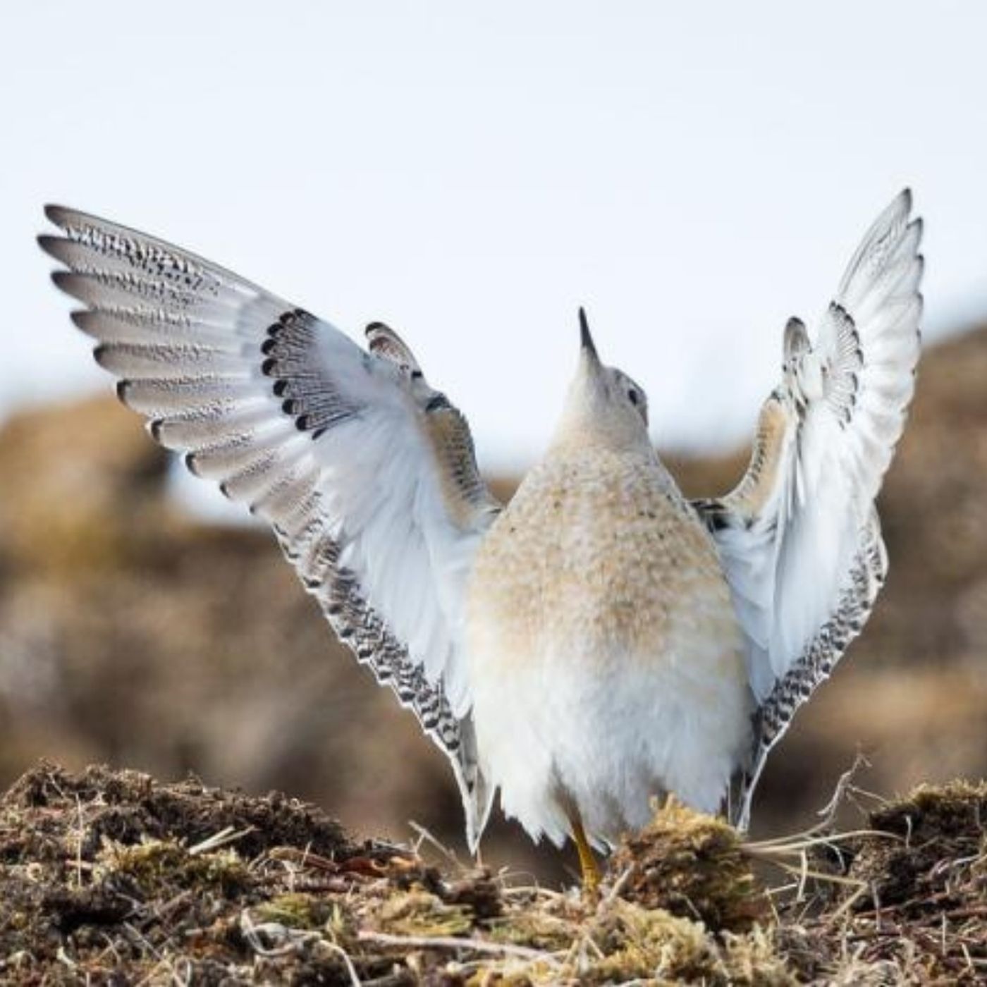 Buff-breasted Sandpiper