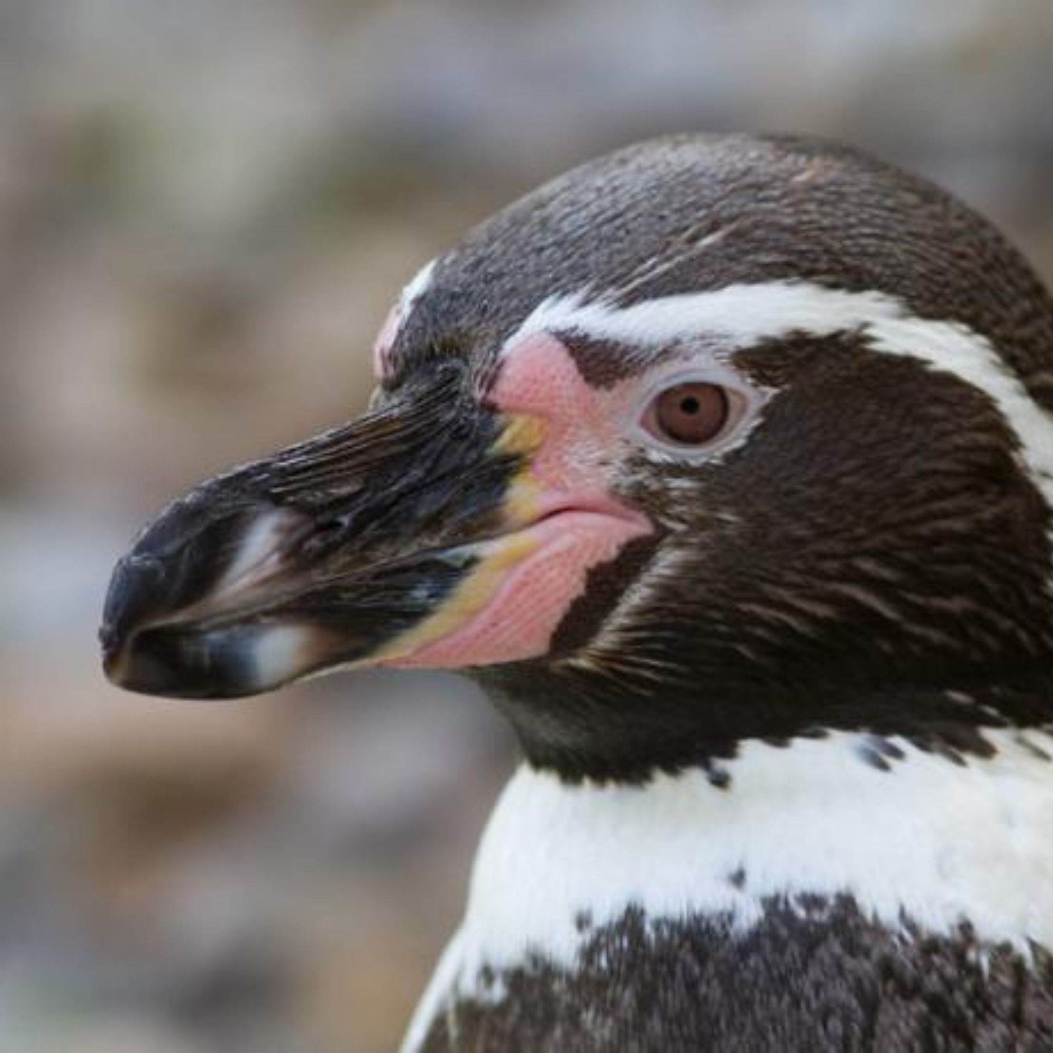 Do Penguins Blush?