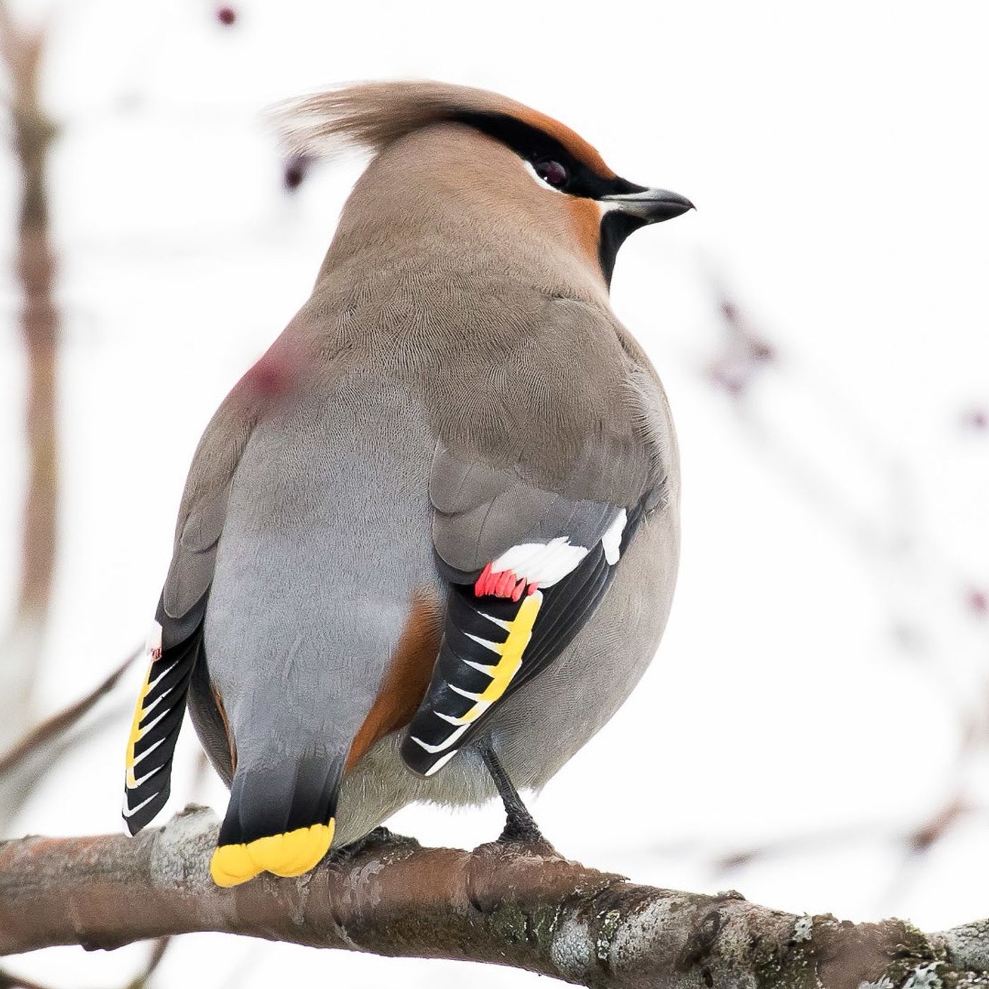 Bohemian Waxwings – Exquisite Winter Visitors