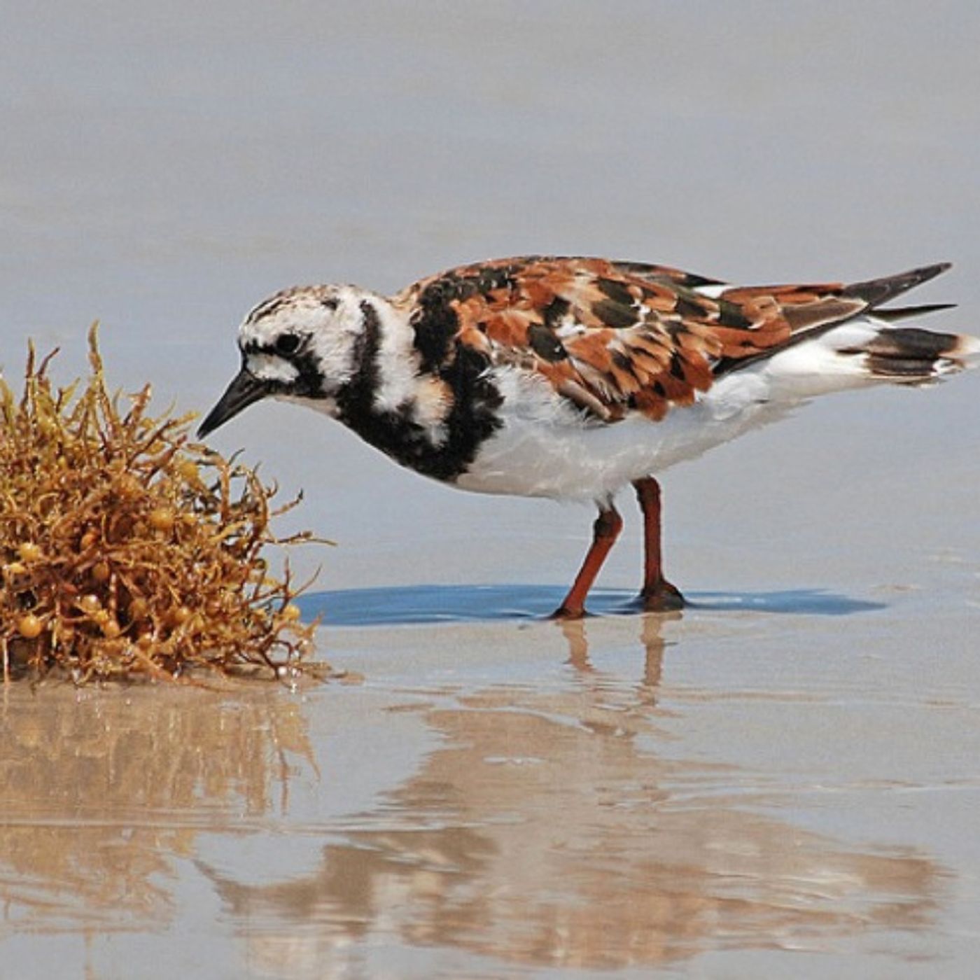 The Unmistakable Ruddy Turnstone
