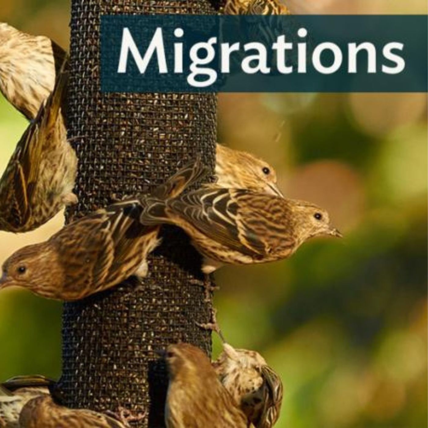 Migrations: Pine Siskin Irruption