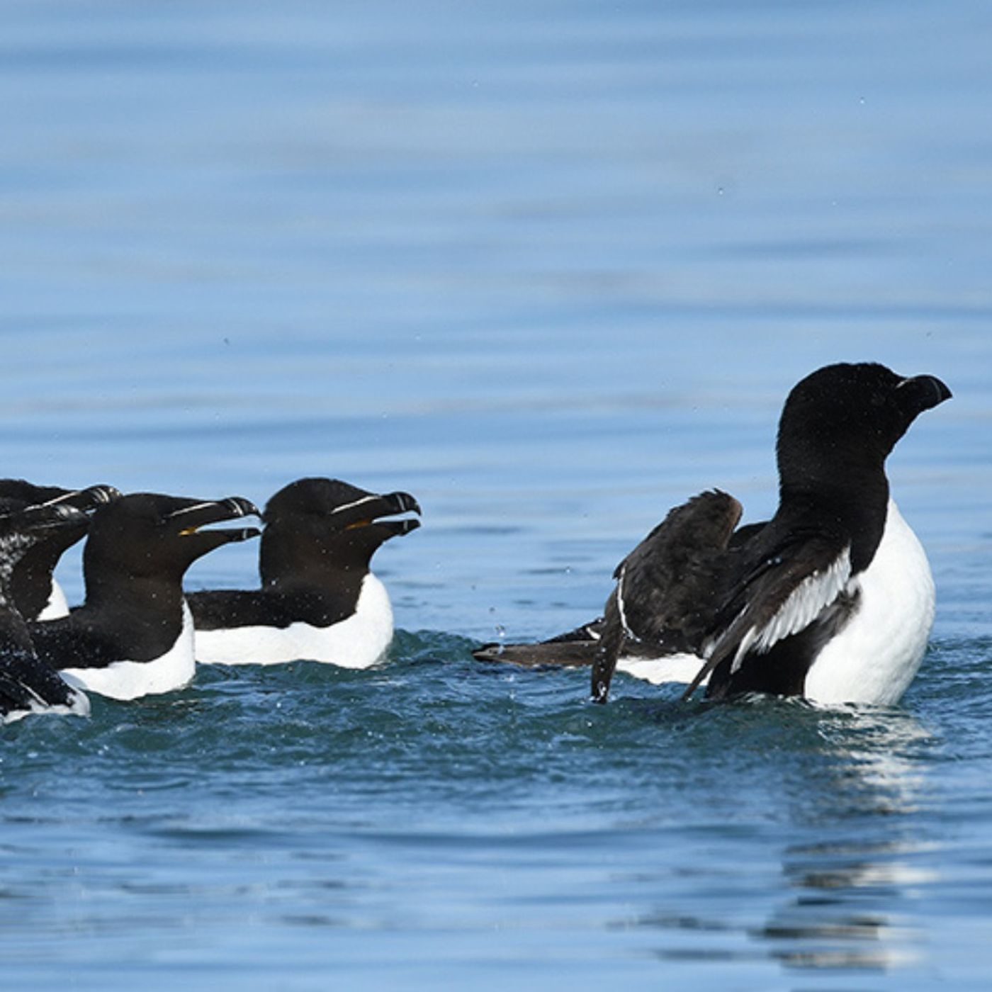Razorbills Swim in Synchrony