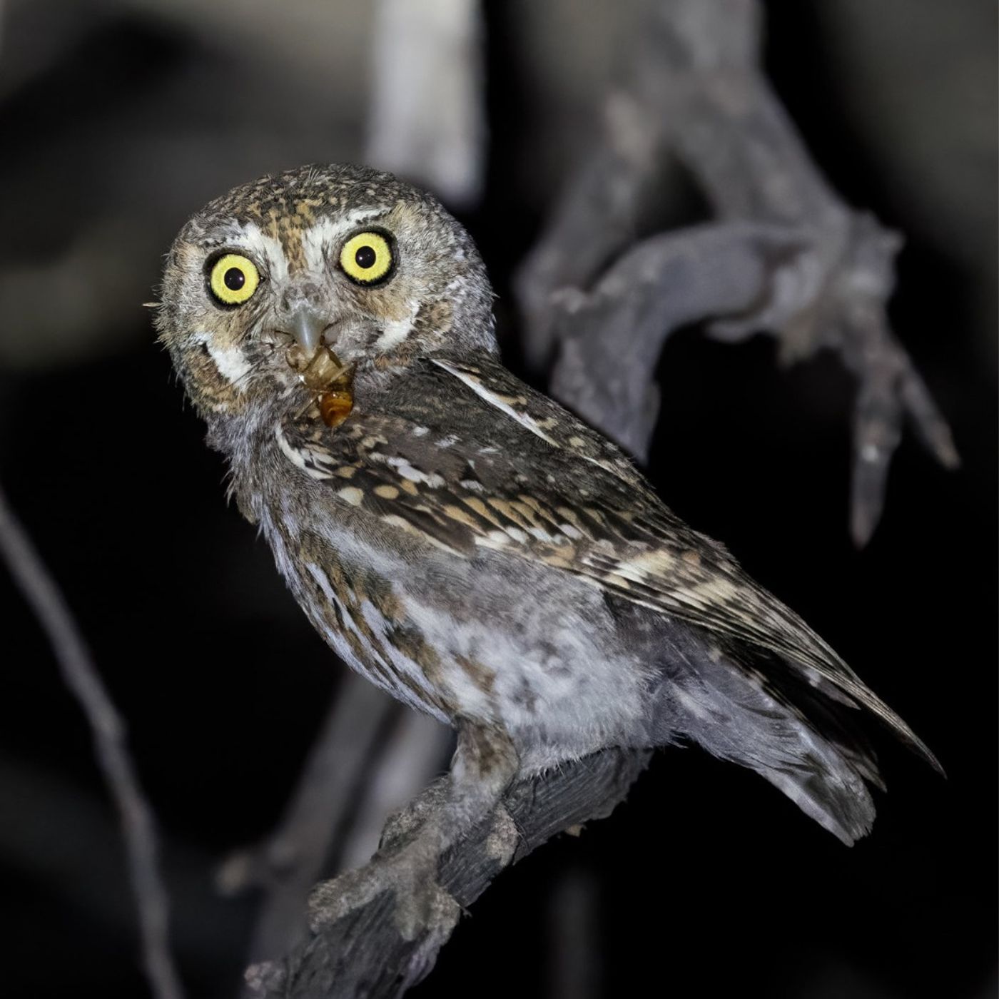Nineteen Owls
