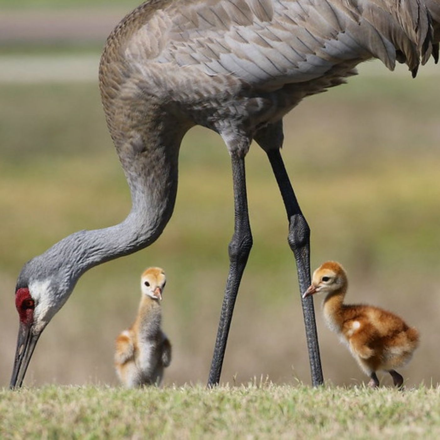 The Mississippi Sandhill Crane Makes a Comeback