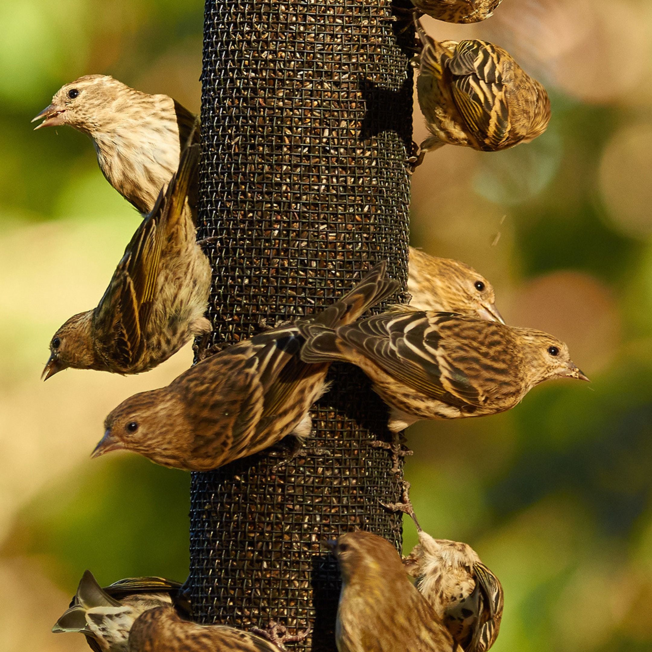 Migrations: Pine Siskin Irruption