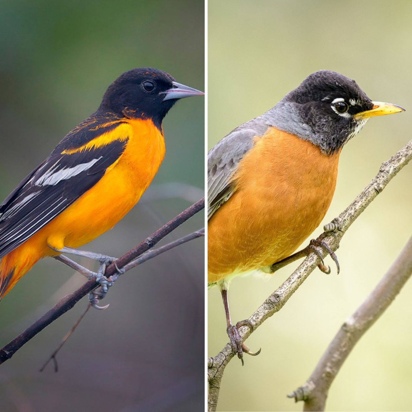 Telling Apart Two Cheery Bird Songs