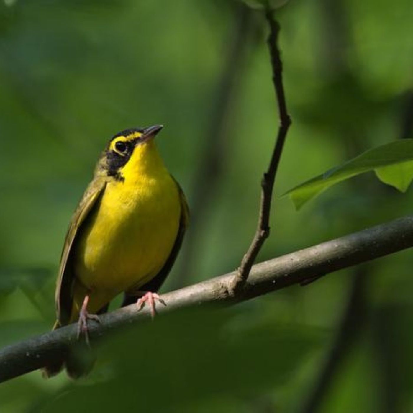 Letter to a Kentucky Warbler