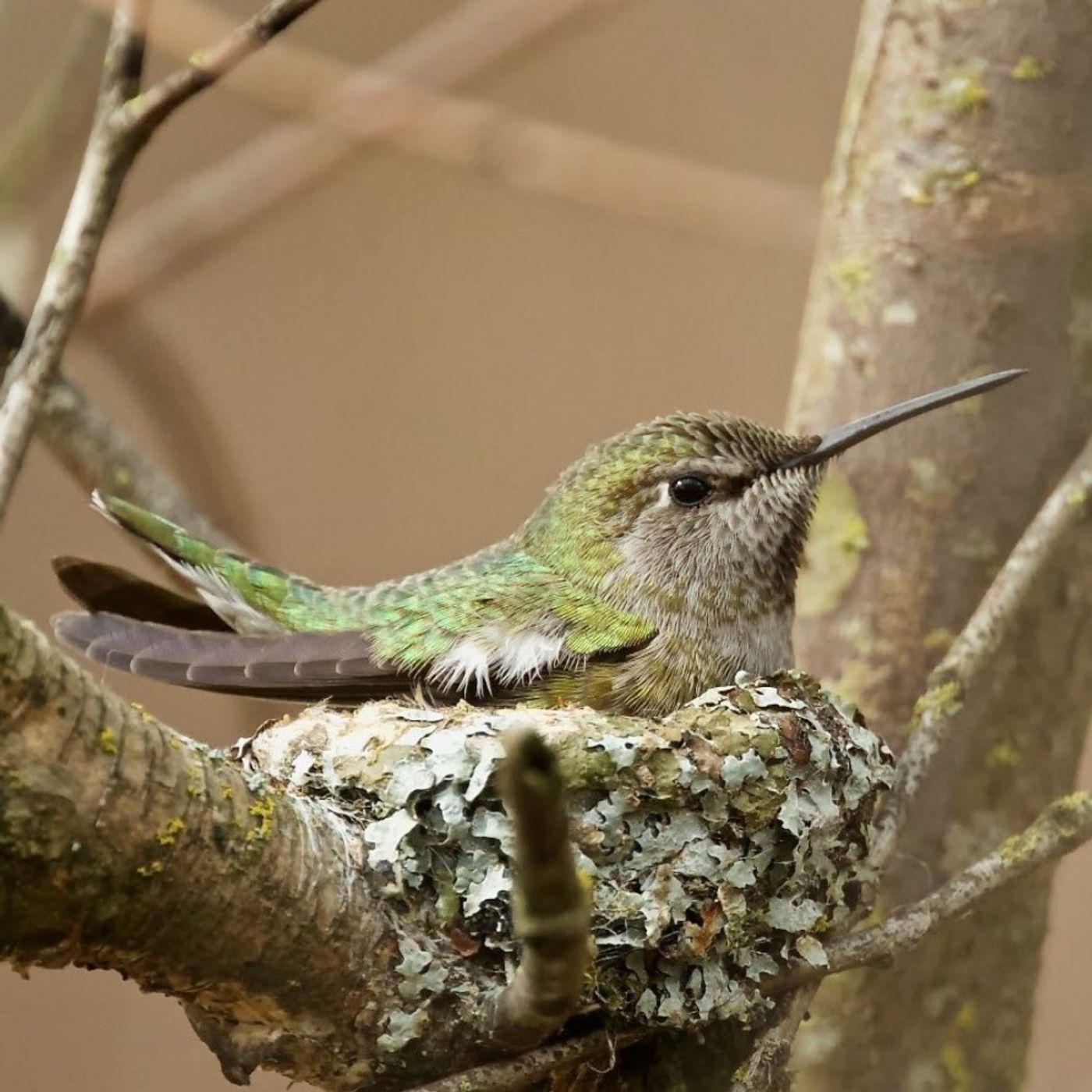 Stand-still Birding