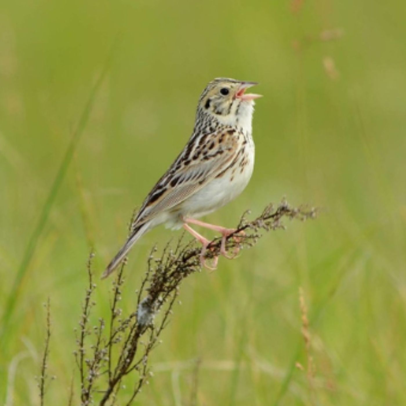 Breeding Birds of the Northern Great Plains