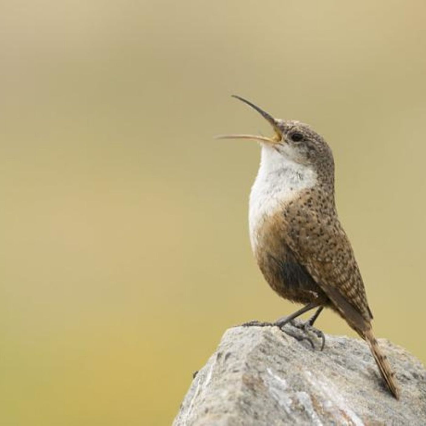The Songs of Desert Wrens