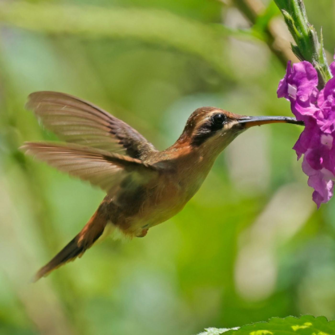 Hummingbirds Help Mites Hitch a Ride