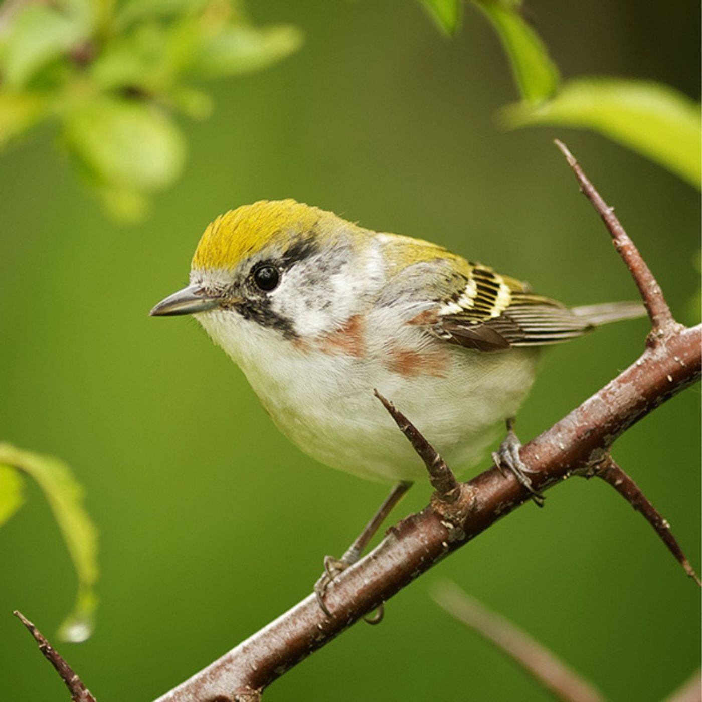 Slowing Down and Observing Female Birds
