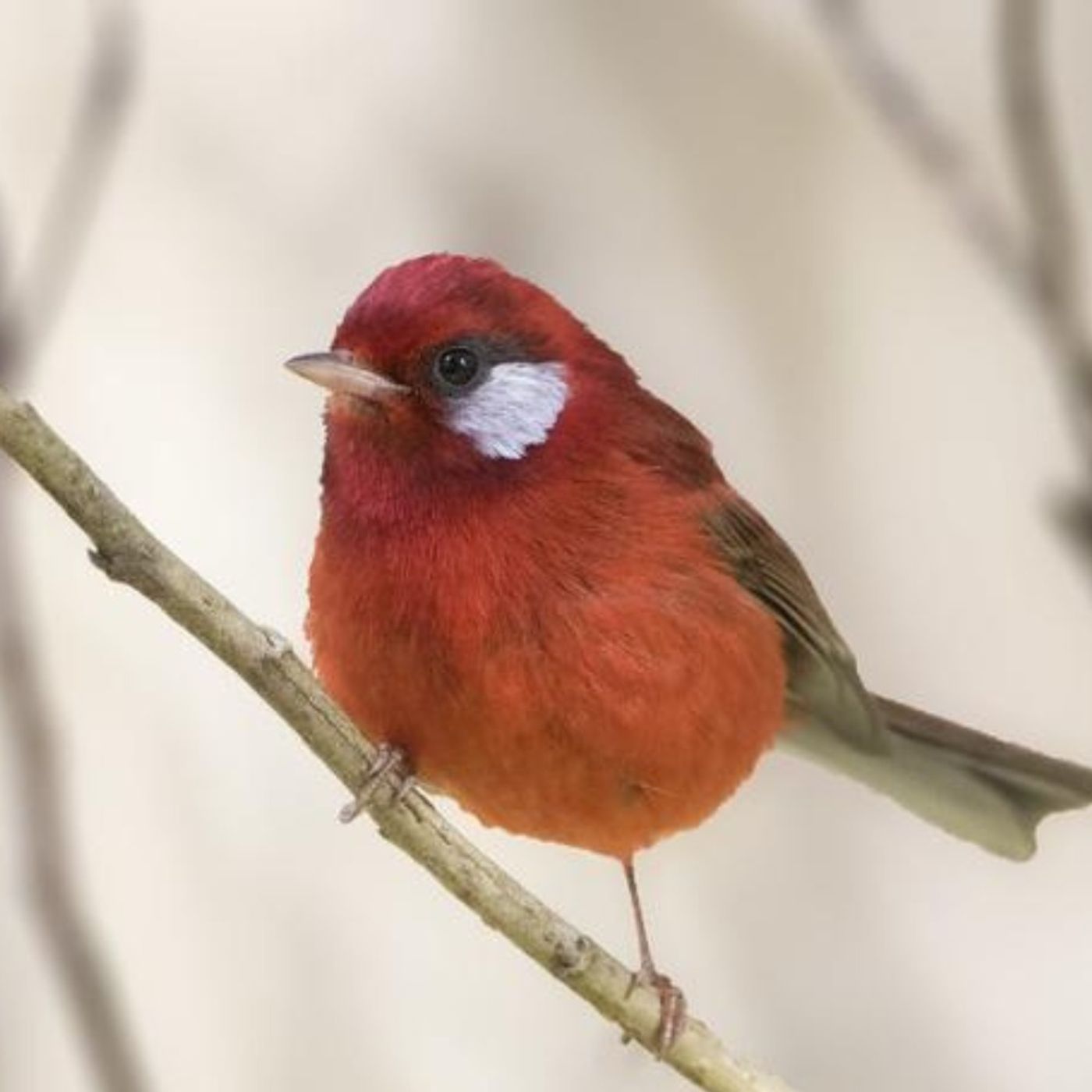 The Red Warbler: Mexico’s Little Red Queen