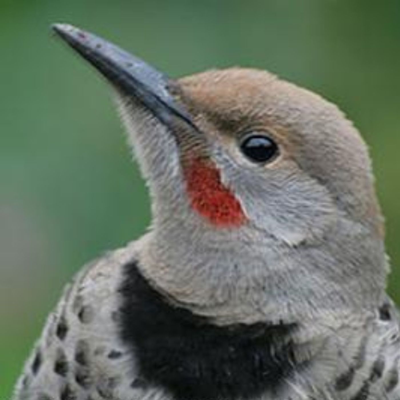 Northern Flicker, Drummer