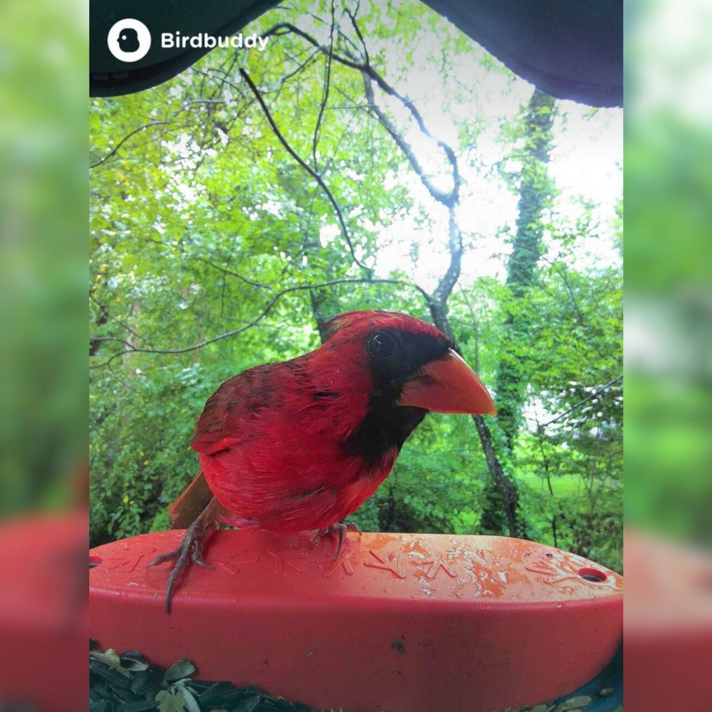 Birding 101: Birding Without Leaving Home