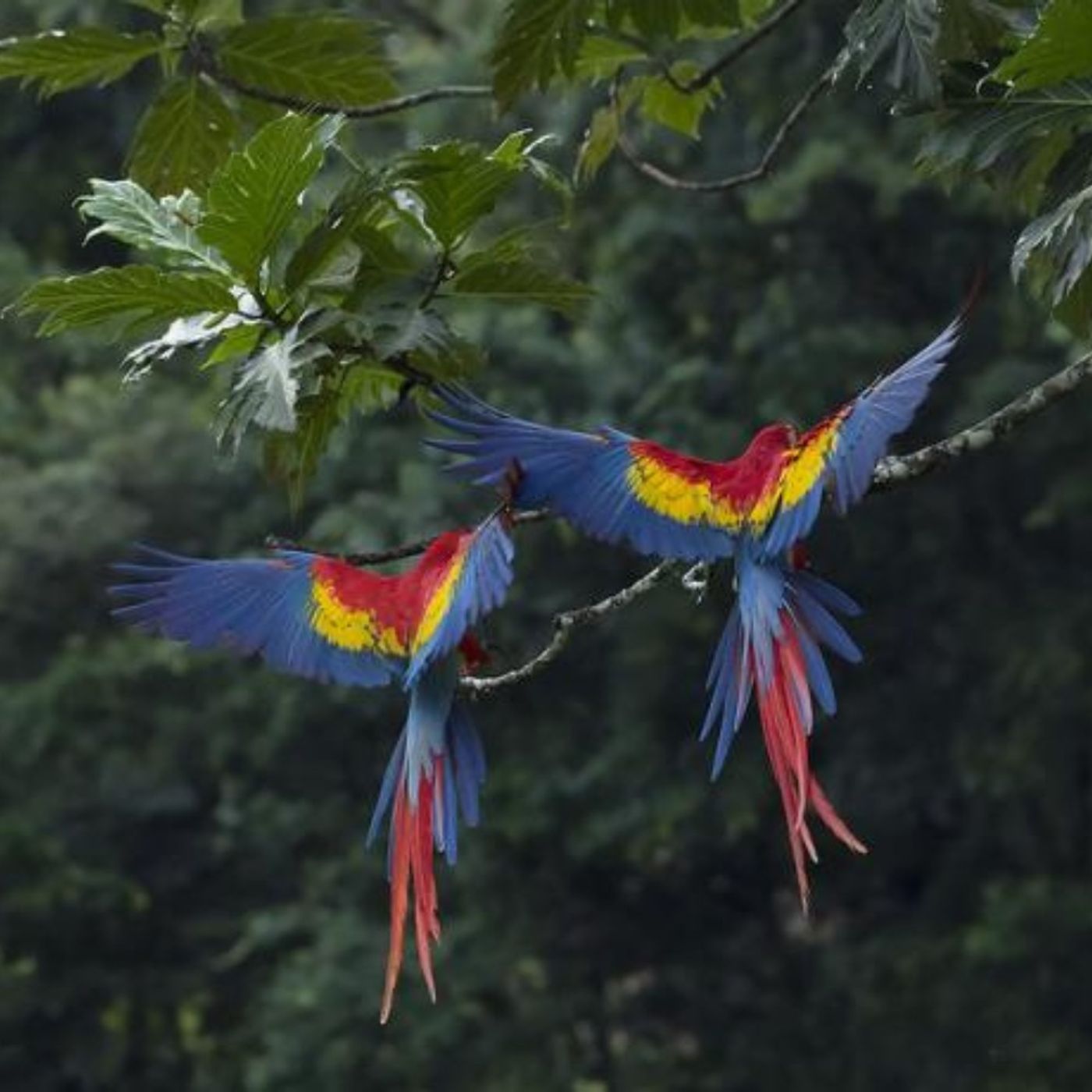 World Rainforest Day