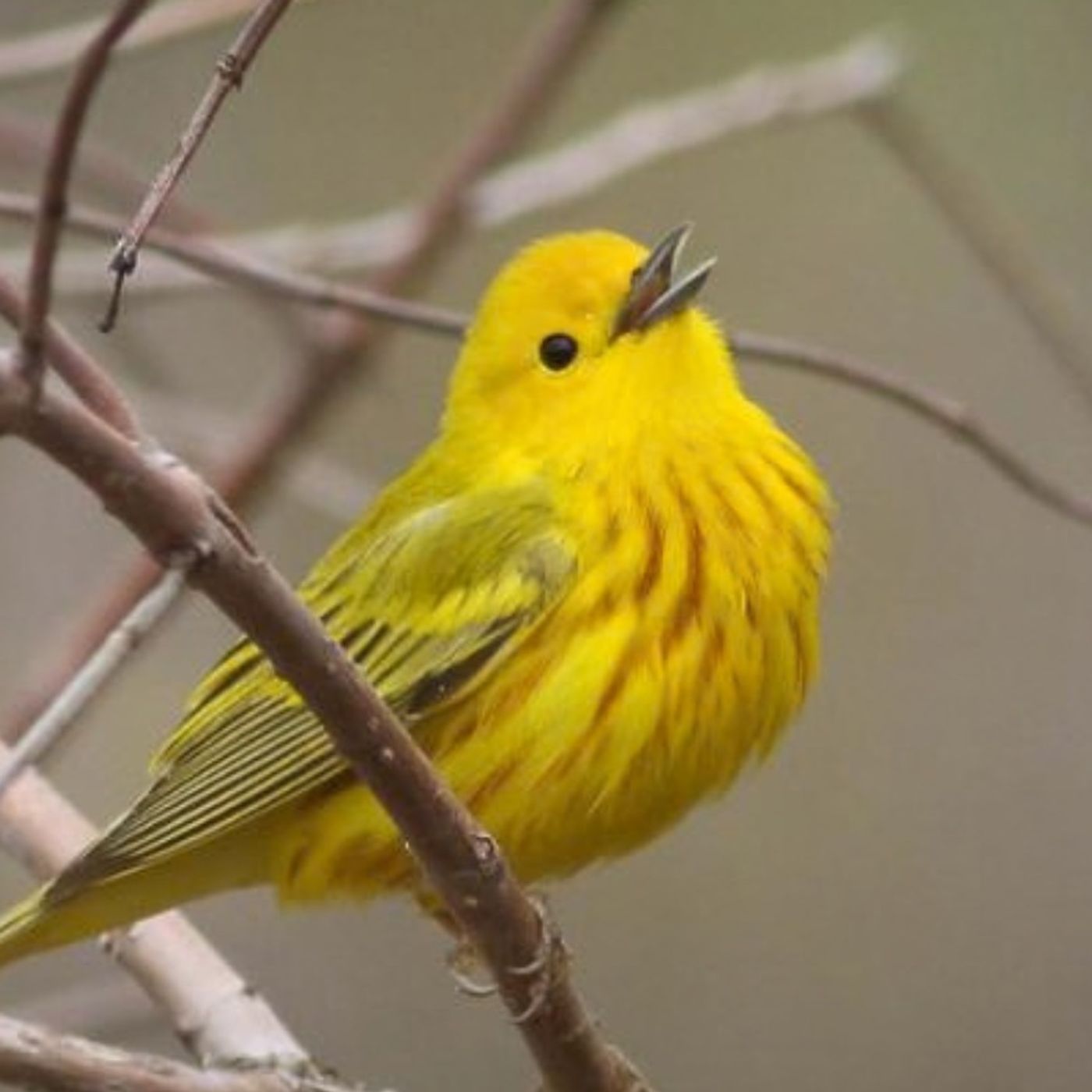 Spark Bird: Chidi Paige and the Yellow Warbler episode artwork