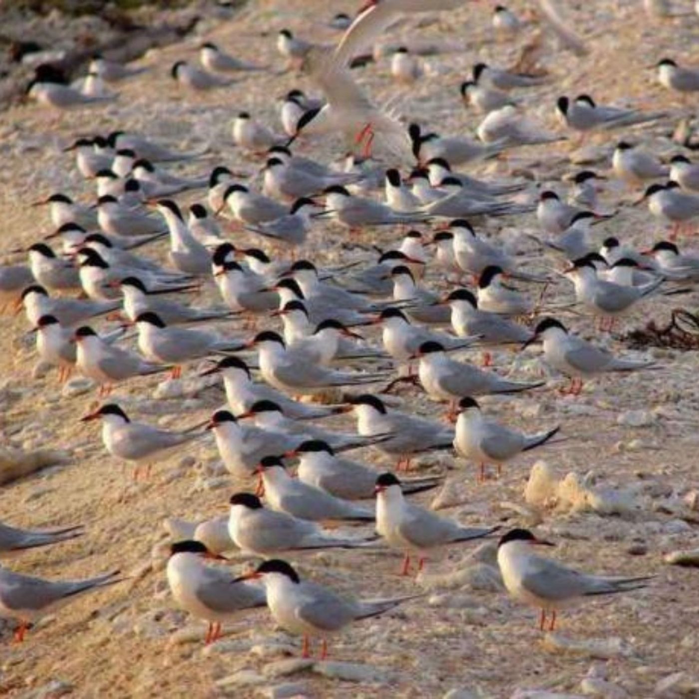 Have You Ever Seen a Pink Gull?