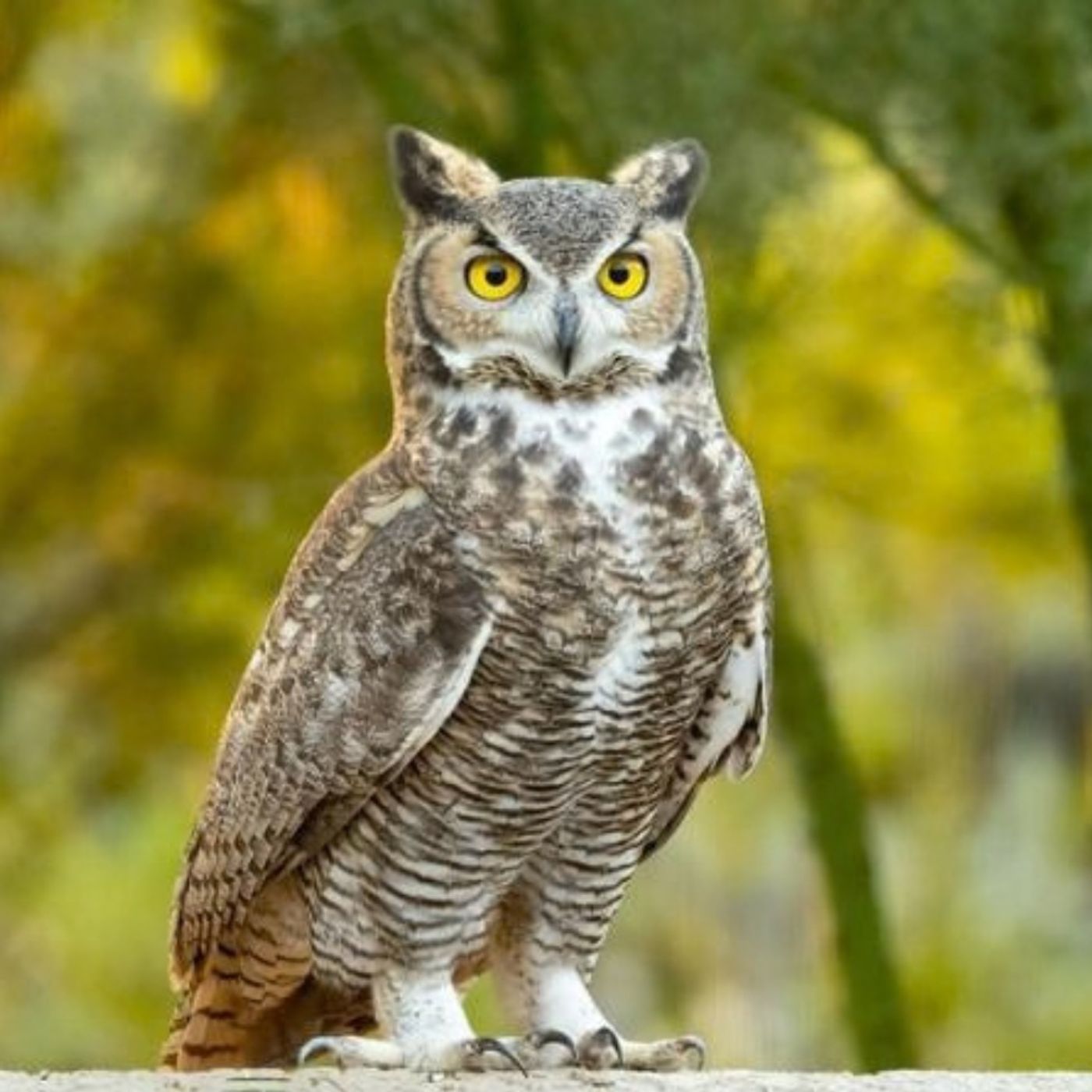 Great Horned Owls in the Neighborhood
