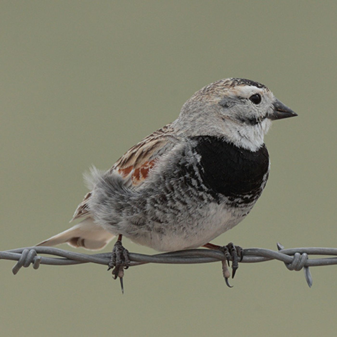 Thick-billed Longspur