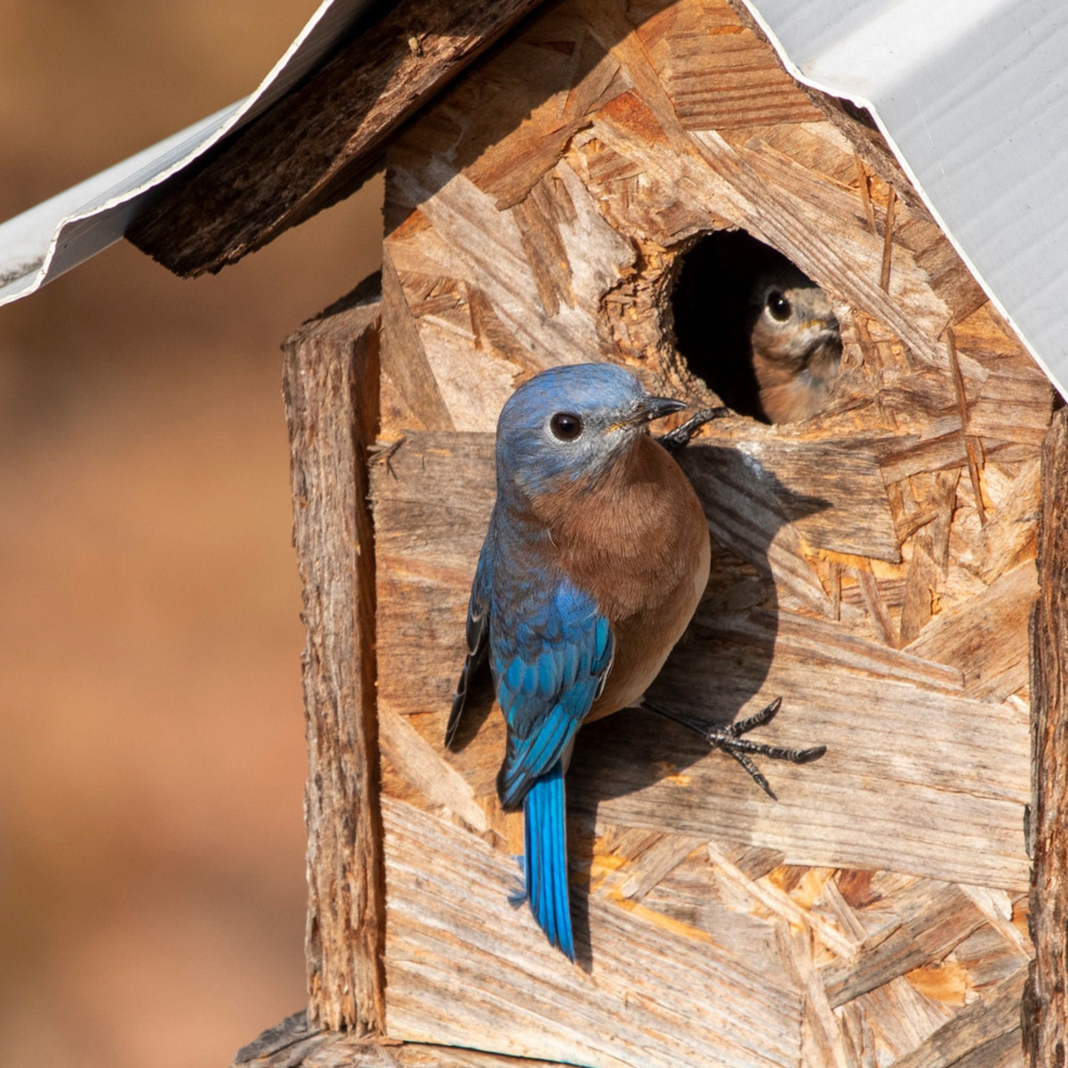 Bluebirds Close to Home