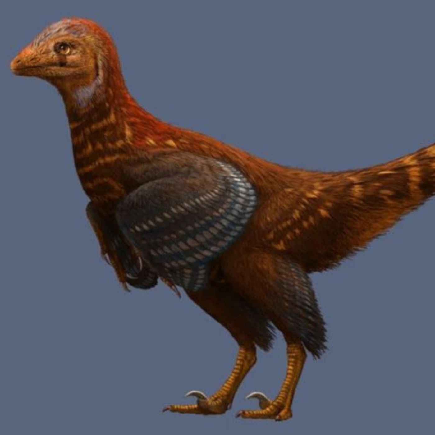 Flying Dinosaurs: Leaping and Gliding