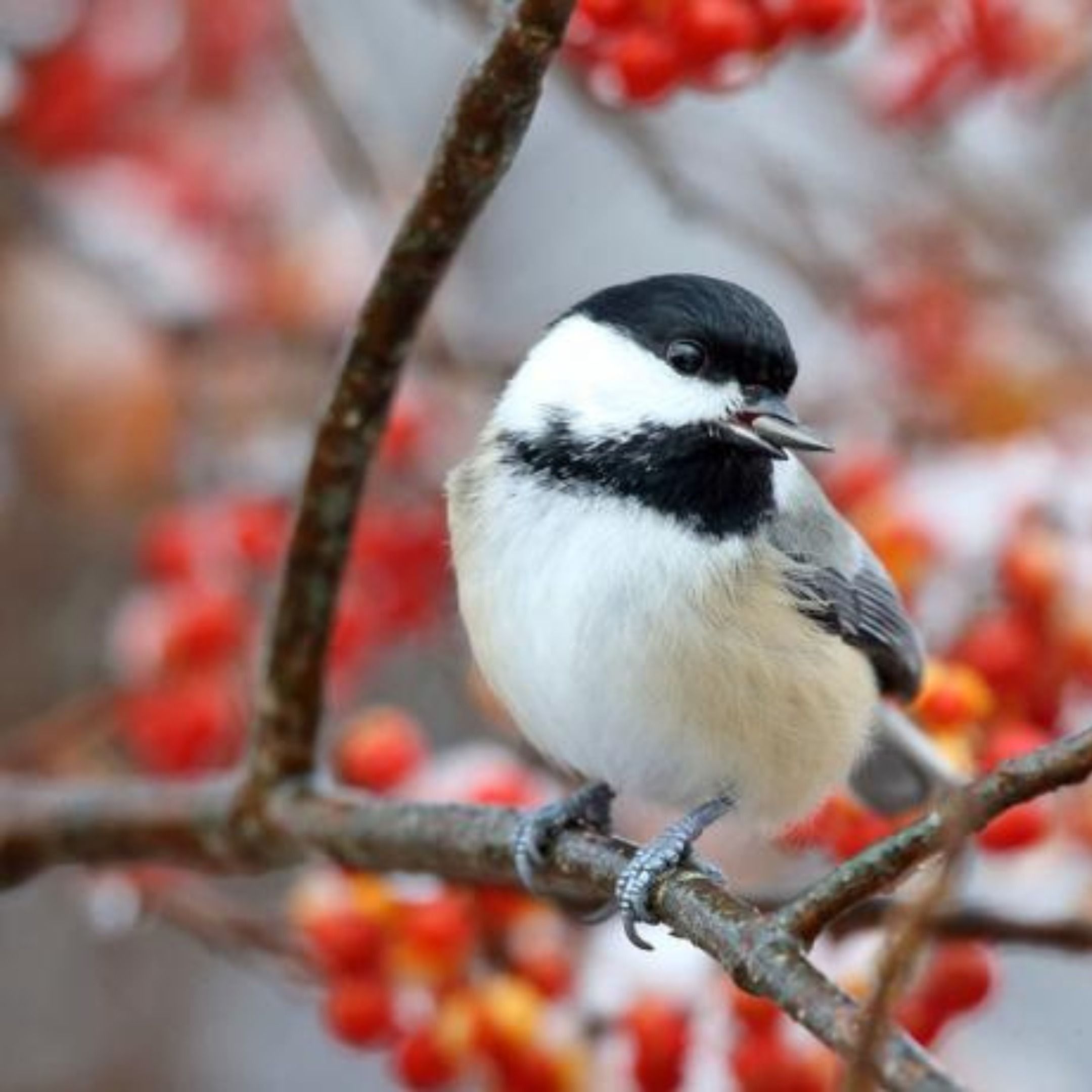 Creating Bird Habitat at Home