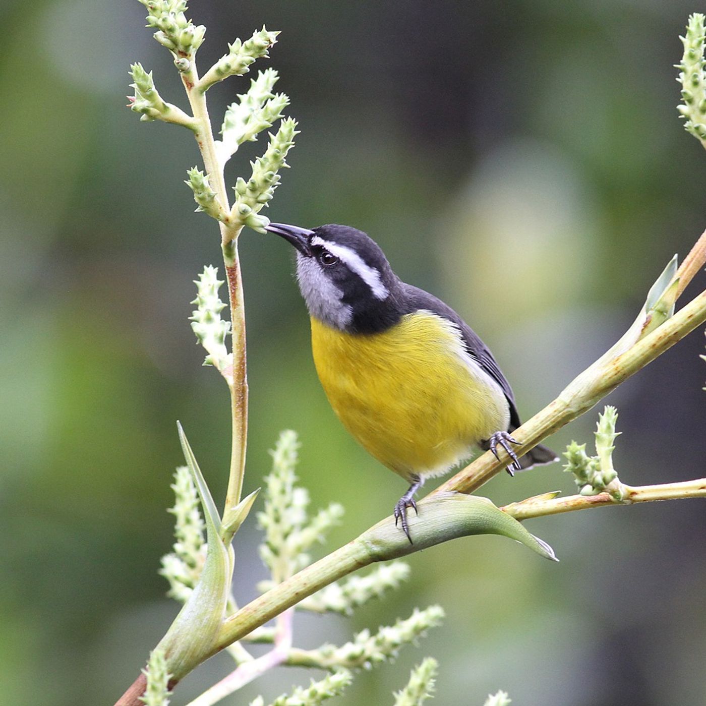 Bananaquits Love Sweets