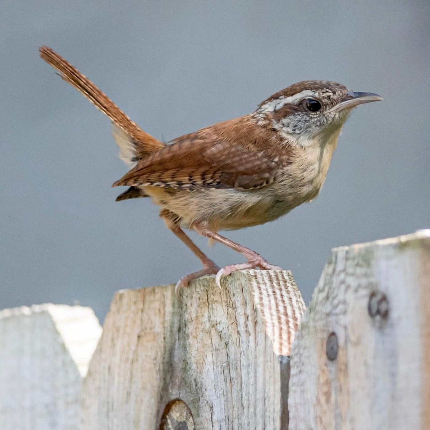 BirdNote Daily