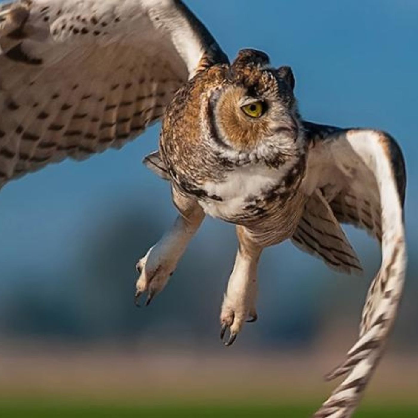 The Ferocious Feet of the Great Horned Owl