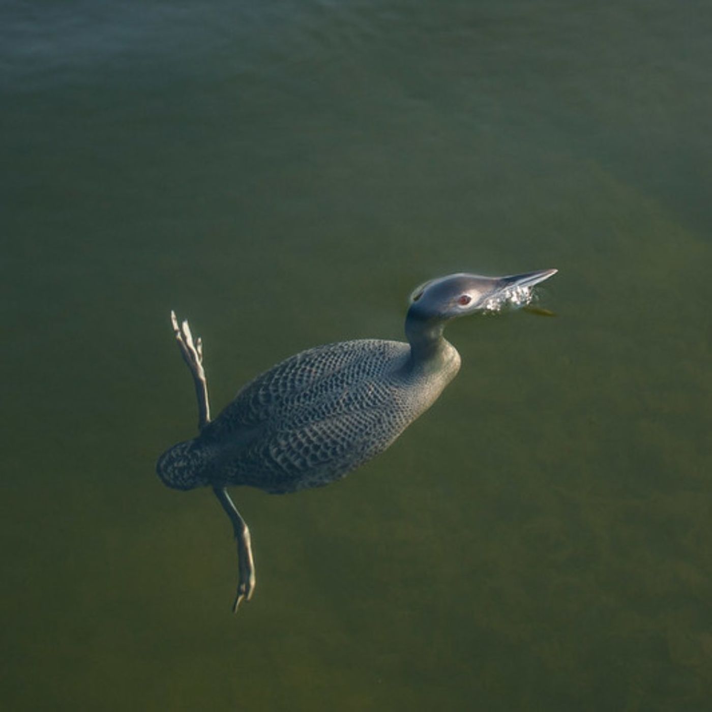 Diving Birds Are Dense
