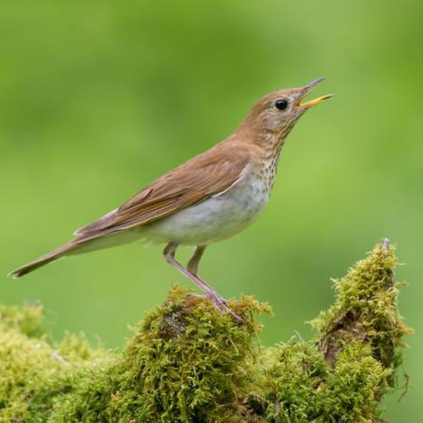 Some Birds Have Two Voices