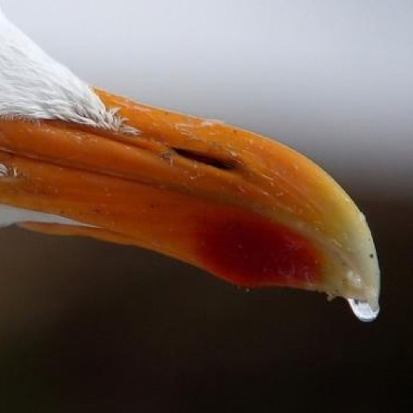 Seabirds Drink Salt Water