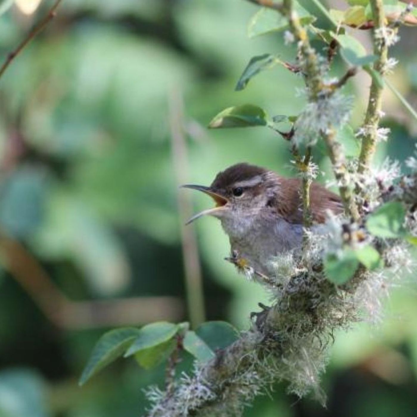 A Young Bewick's Wren Learns to Sing episode artwork
