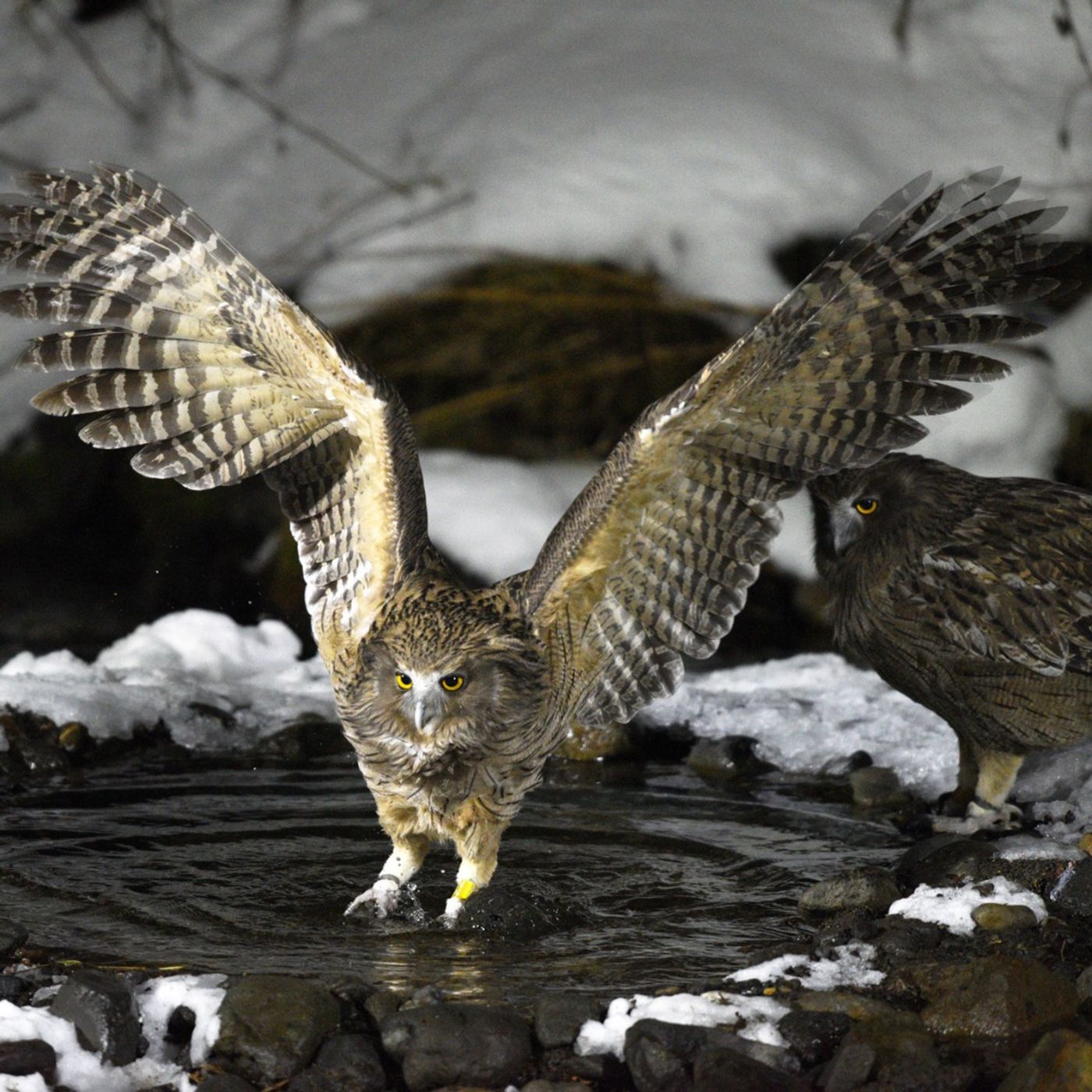 An Amazing World of Owls