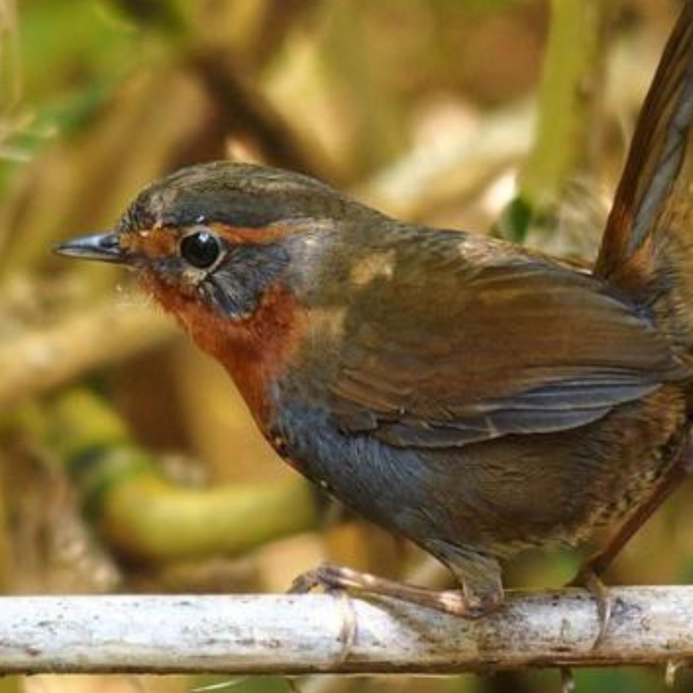 Truffle-Hunting Birds