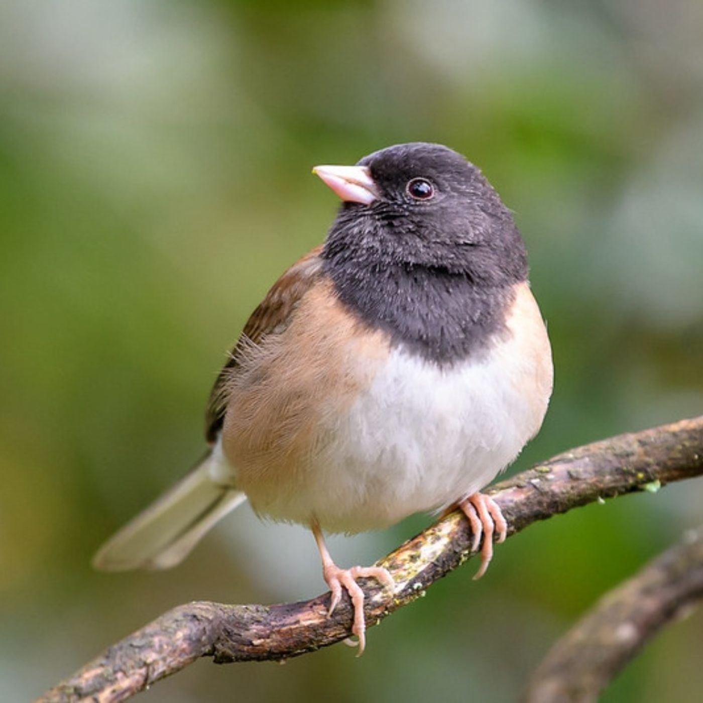 Bird Scent: It's All About the Bacteria