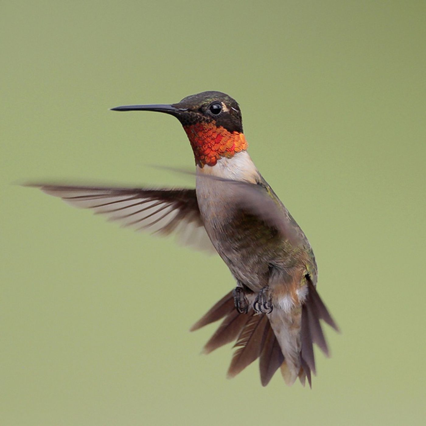 Hummingbirds Caught in a Dark World of Love Spells Hummingbirds Caught in a Dark World of Love Spells